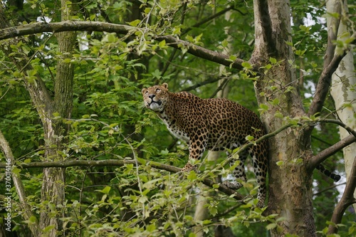 SRI LANKAN LEOPARD panthera pardus kotiya, ADULT PERCHED IN TREE, LOOKING OUT photo