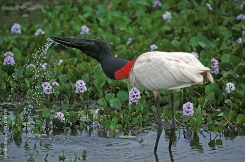 JABIRU STORK jabiru mycteria, ADULT DRINKING, PANTANAL IN BRAZIL