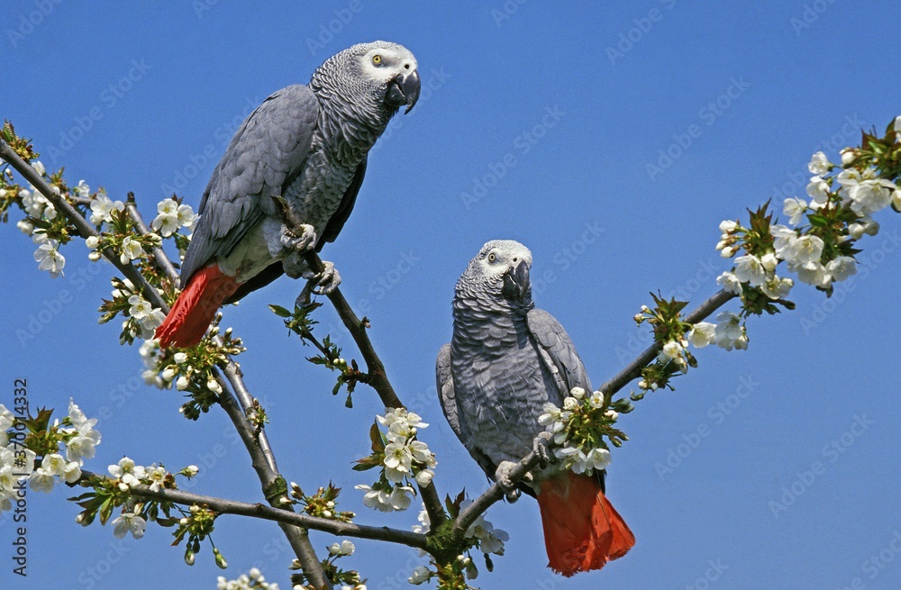 Obraz premium AFRICAN GREY PARROT psittacus erithacus, ADULTS STANDING ON BRANCH