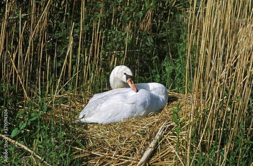 MUTE SWAN cygnus olor, ADULT STANDING ON NEST