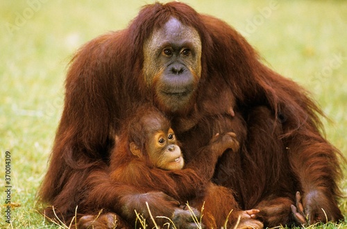 ORANG UTAN pongo pygmaeus, MOTHER WITH BABY SITTING ON GRASS