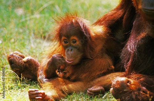 ORANG UTAN pongo pygmaeus, MOTHER WITH BABY SITTING ON GRASS