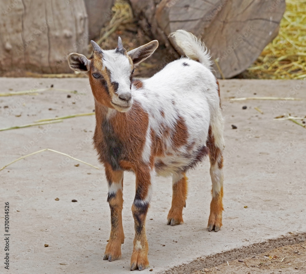 Obraz premium the Portrait of young goat