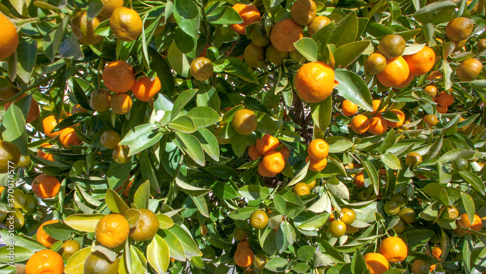 Orange tangerines grow on the tree. Farming, food concept Orange tangerines grow on the tree. Farming, food concept