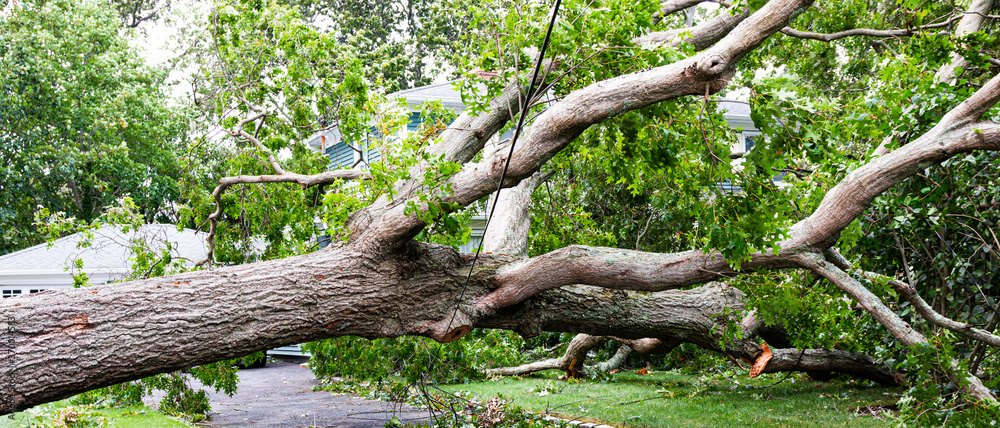 Horizontal view of tree lying across residential driveway balancing on electic wire