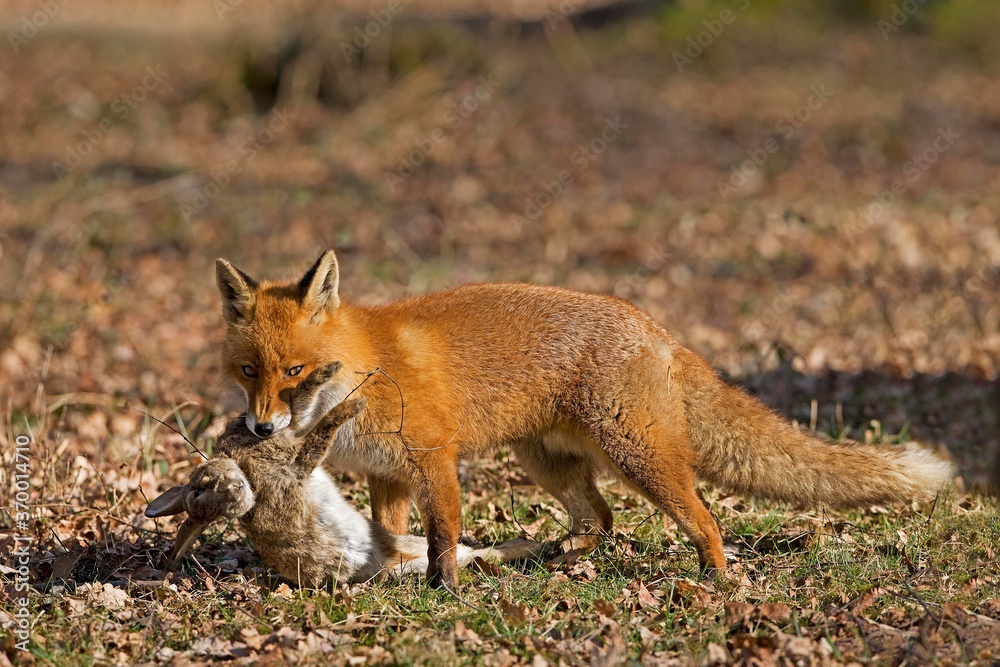 RED FOX vulpes vulpes, MALE WITH A KILL, A RABBIT, NORMANDY IN FRANCE