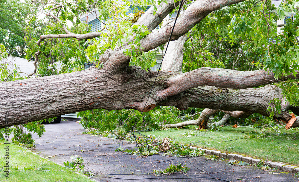 Tree lying across driveway of home balancing on electric wire Tree lying across driveway of home balancing on electric wire