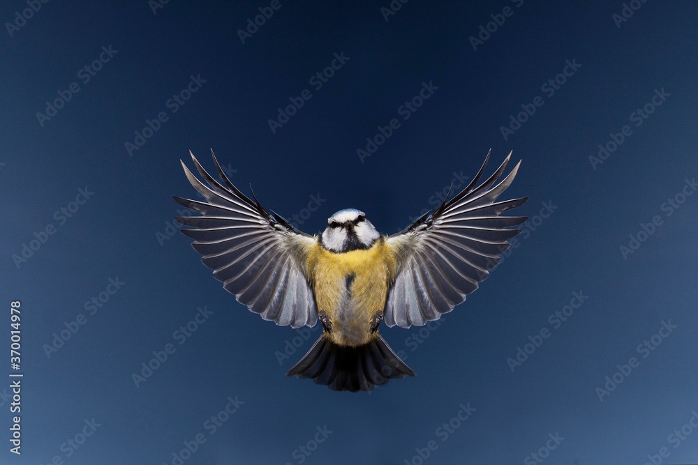 Naklejka premium BLUE TIT parus caeruleus, ADULT IN FLIGHT, NORMANDY IN FRANCE