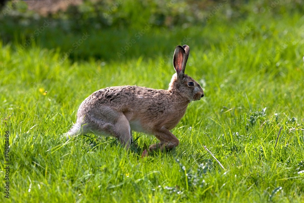 Fototapeta premium EUROPEAN BROWN HARE lepus europaeus, ADULT RUNNING ON GRASS, NORMANDY