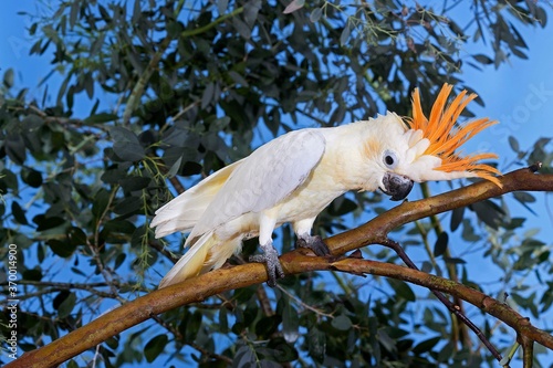 CITRON-CRESTED COCKATOO cacatua sulphurea citrinocristata, ADULT STANDING ON BRANCH photo