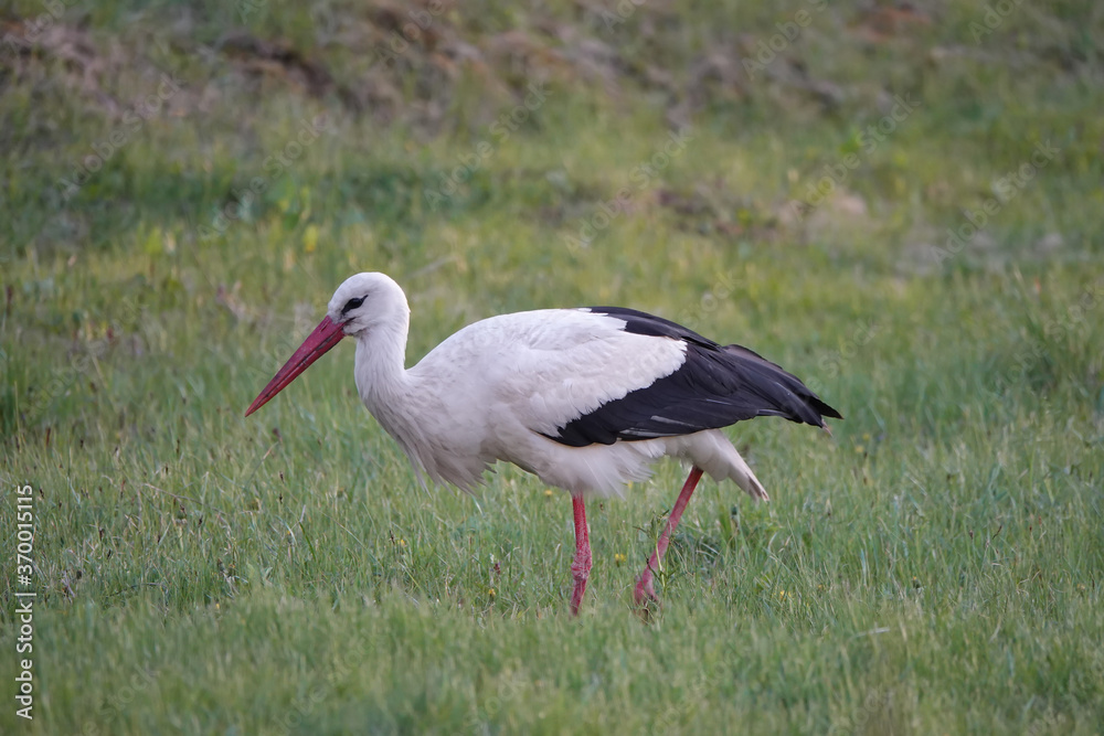 Fototapeta premium stork walks through the meadow in search of food at sunset.