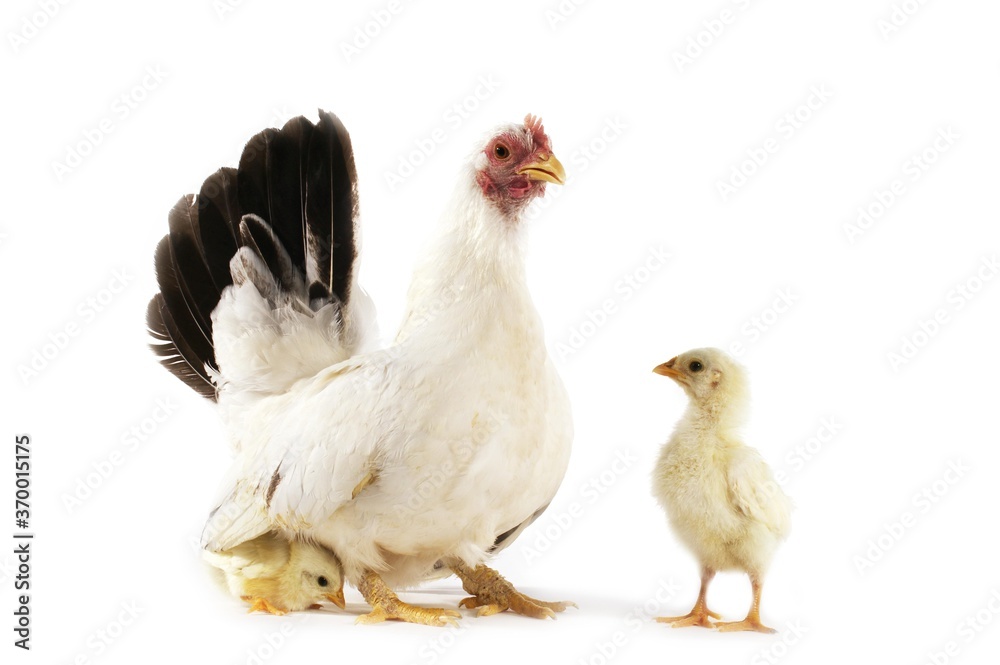 Fototapeta premium NAGASAKI DOMESTIC CHICKEN, HEN WITH CHICKS AGAINST WHITE BACKGROUND