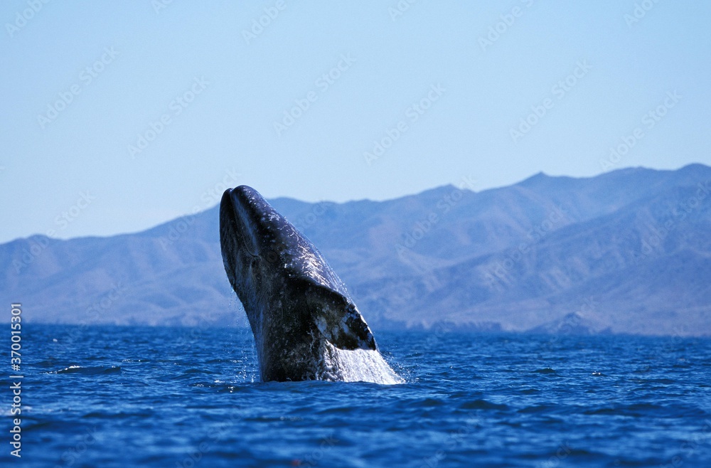 Fototapeta premium GREY WHALE OR GRAY WHALE eschrichtius robustus, ADULT BREACHING, BAJA CALIFORNIA IN MEXICO