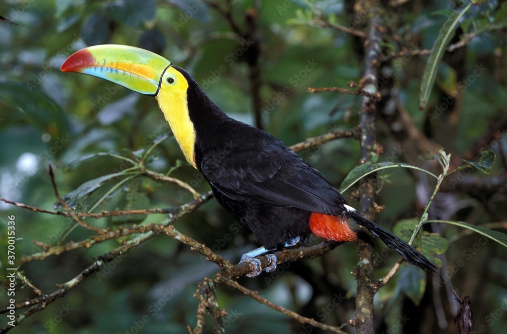 KEEL-BILLED TOUCAN ramphastos sulfuratus, ADULT STANDING ON BRANCH, COSTA RICA KEEL-BILLED TOUCAN ramphastos sulfuratus, ADULT STANDING ON BRANCH, COSTA RICA