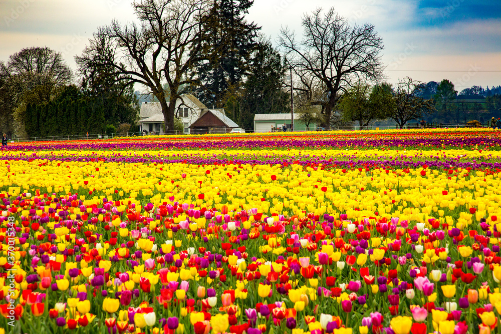 Woodburn, Oregon; A field of tulips with a farm house in the background, near Woodburn, Oregon Woodburn, Oregon; A field of tulips with a farm house in the background, near Woodburn, Oregon