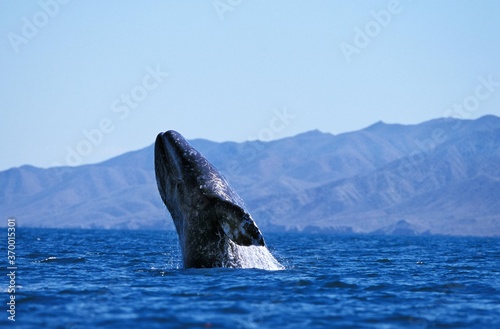 GREY WHALE OR GRAY WHALE eschrichtius robustus, ADULT BREACHING, BAJA CALIFORNIA IN MEXICO