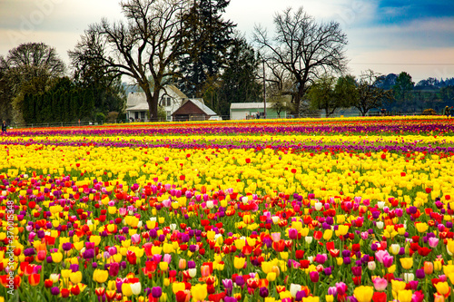 Wallpaper Mural Woodburn, Oregon;  A field of tulips with a farm house in the background, near Woodburn, Oregon Torontodigital.ca
