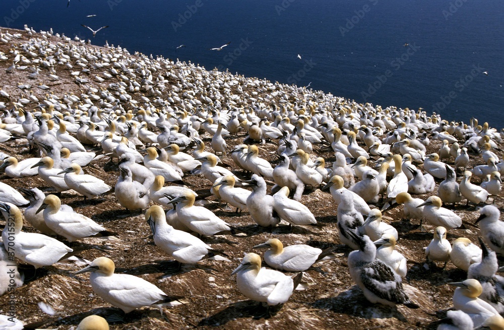 Fototapeta premium NORTHERN GANNET sula bassana, NESTING COLONY, BONAVENTURE ISLAND IN QUEBEC