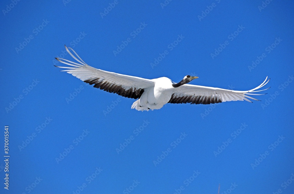 Obraz premium JAPANESE CRANE grus japonensis, ADULT IN FLIGHT, HOKKAIDO ISLAND IN JAPAN