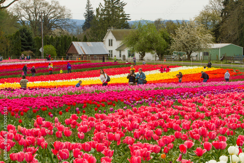 Woodburn, Oregon;  Crowds of people wandering through the tulip fields near Woodburn, Oregon