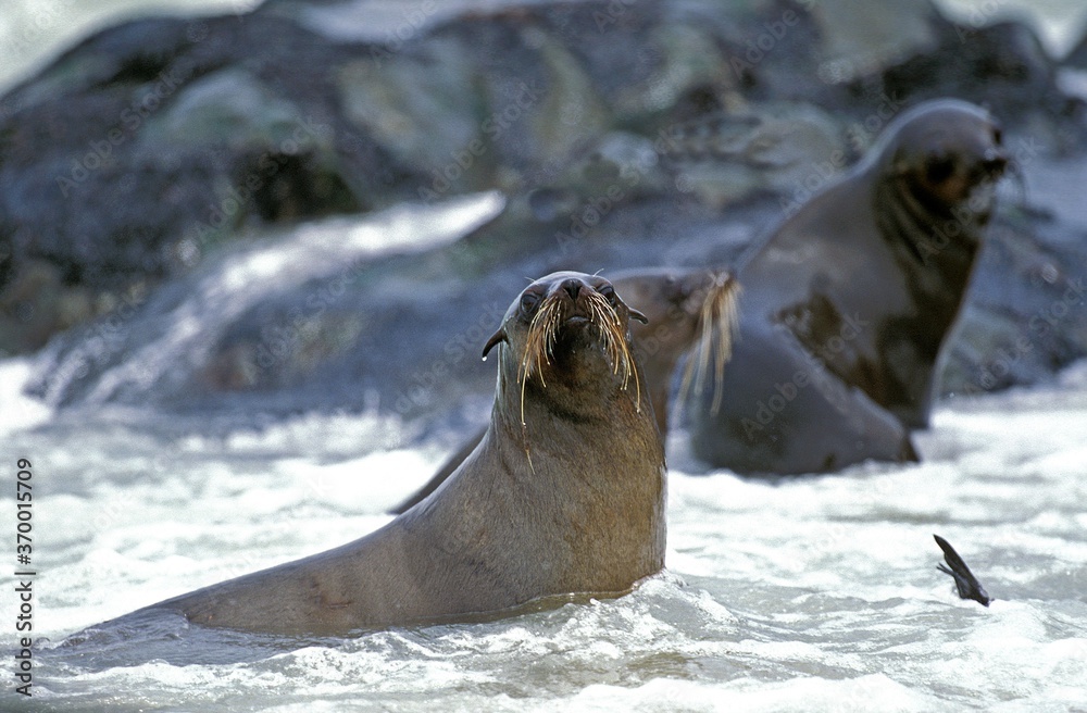 Naklejka premium SOUTH AFRICAN FUR SEAL arctocephalus pusillus, CAPE CROSS IN NAMIBIA