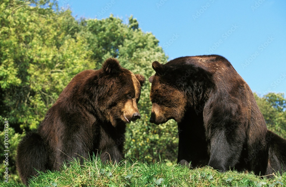 BROWN BEAR ursus arctos, ADULTS STANDING HEAD TO HEAD BROWN BEAR ursus arctos, ADULTS STANDING HEAD TO HEAD