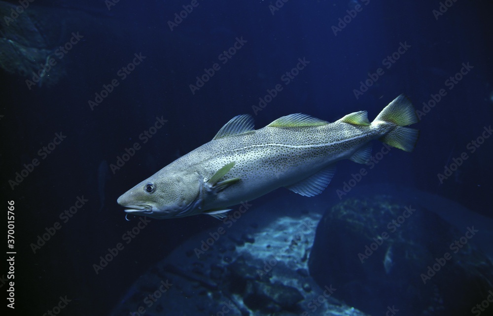 Fototapeta premium ATLANTIC COD gadus morhua