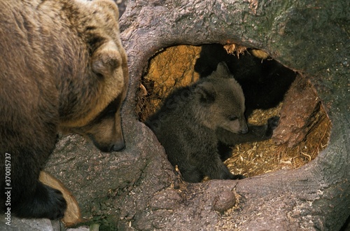BROWN BEAR ursus arctos, FEMALE WITH CUB AT DEN ENTRANCE