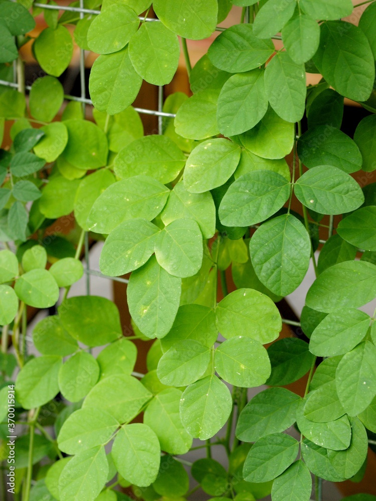 A colour photo of fresh green leaves under sunlight A colour photo of fresh green leaves under sunlight