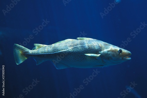 ATLANTIC COD gadus morhua