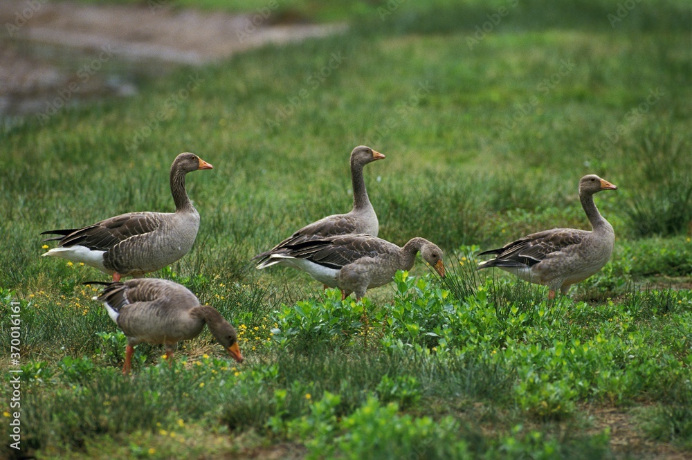 GREYLAG GOOSE anser anser, GROUP OF ADULTS STANDING ON GRASS GREYLAG GOOSE anser anser, GROUP OF ADULTS STANDING ON GRASS