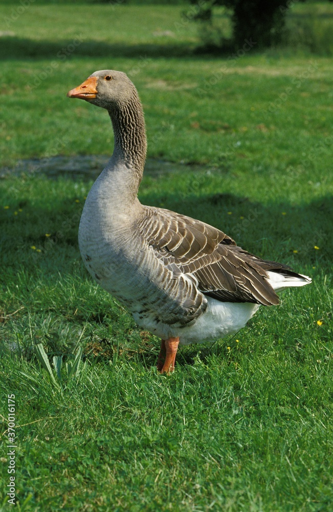 GREYLAG GOOSE anser anser, ADULT STANDING ON GRASS GREYLAG GOOSE anser anser, ADULT STANDING ON GRASS