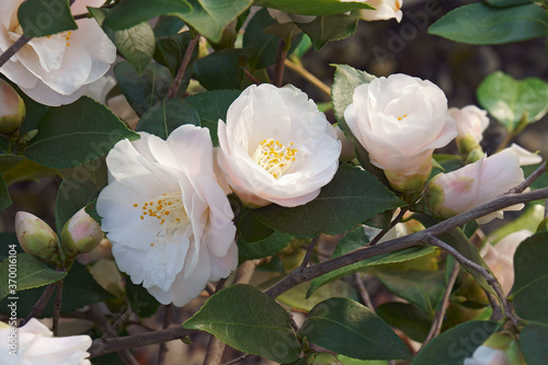 Fotobehang Close-up image of Spring Mist camellia flowers
