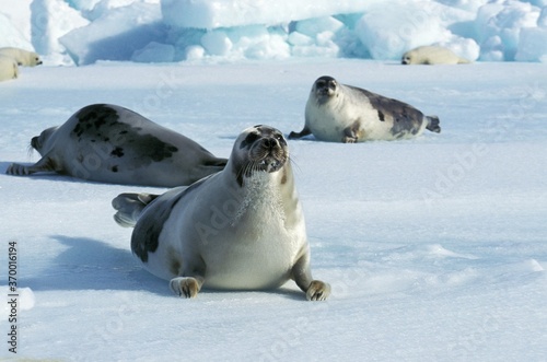 HARP SEAL pagophilus groenlandicus, FEMALES STANDING ON ICE FIELD, MAGDALENA ISLAND IN CANADA photo