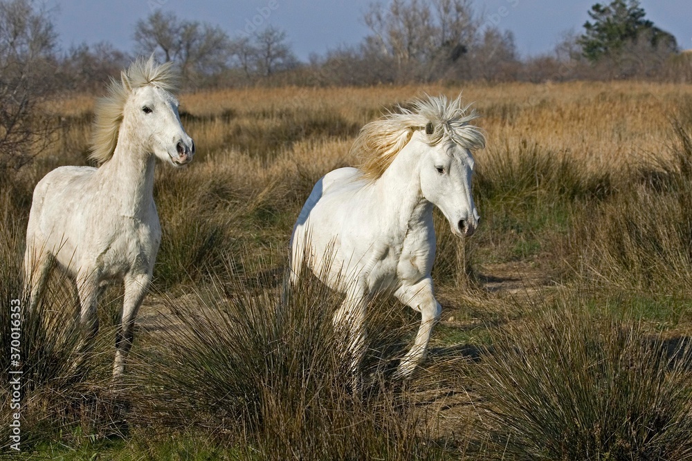 CAMARGUE HORSE, SAINTES MARIE DE LA MER IN THE SOUTH OF FRANCE