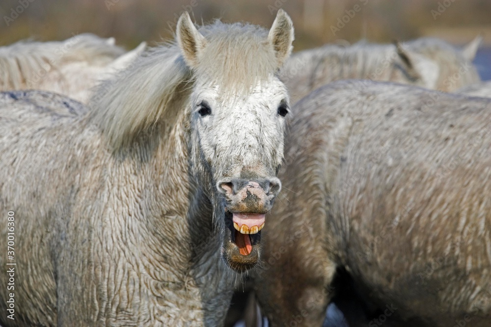 Fototapeta premium CAMARGUE HORSE, ADULT WHINNYING, SAINTES MARIE DE LA MER IN THE SOUTH OF FRANCE
