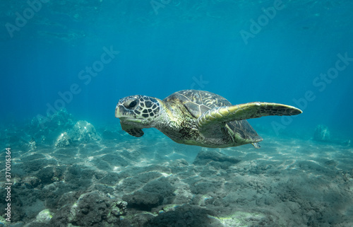 Green Sea turtle swimming over reef in Hawaii © Drew