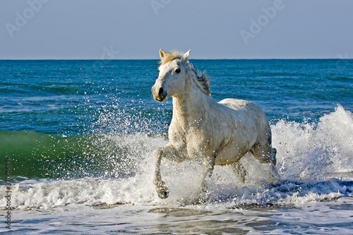 Fototapeta Naklejka Na Ścianę i Meble -  CAMARGUE HORSE, ADULT GALLOPING ON BEACH, SAINTES MARIE DE LA MER IN THE SOUTH OF FRANCE