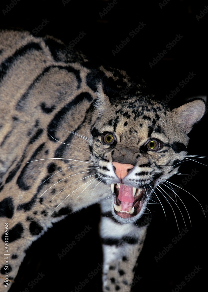 Fototapeta premium CLOUDED LEOPARD neofelis nebulosa, ADULT SNARLING