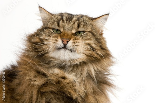 Cuadro en lienzo ANGORA DOMESTIC CAT, PORTRAIT OF MALE WITH FUNNY FACE