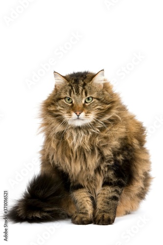 ANGORA DOMESTIC CAT, MALE SITTING AGAINST WHITE BACKGROUND