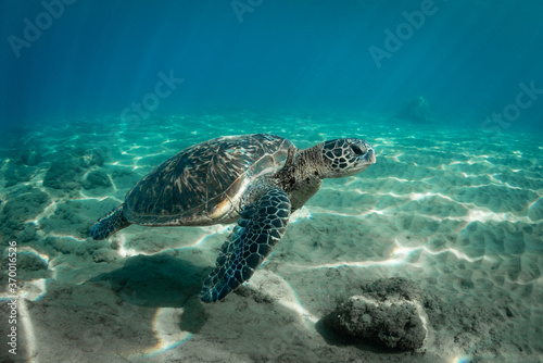 Green Sea turtle swimming over reef in Hawaii