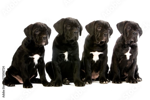 CANE CORSO, A DOG BREED FROM ITALY, PUP AGAINST WHITE BACKGROUND