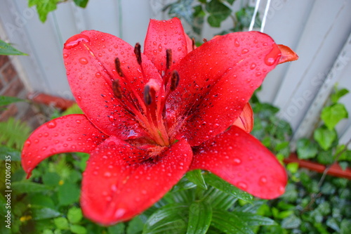 red and white lily