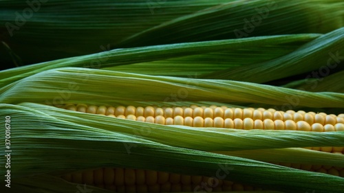 Green composition of colorful corn stalks and yellow, ripe grains.