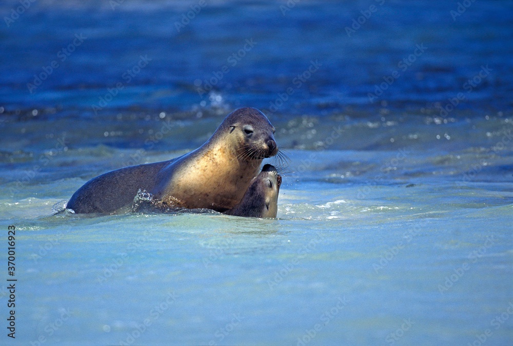 Obraz premium AUSTRALIAN SEA LION neophoca cinerea, AUSTRALIA