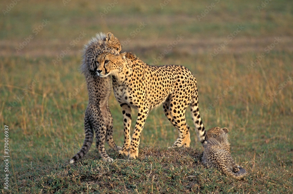 CHEETAH acinonyx jubatus, FEMALE PLAYING WITH CUB, KENYA CHEETAH acinonyx jubatus, FEMALE PLAYING WITH CUB, KENYA