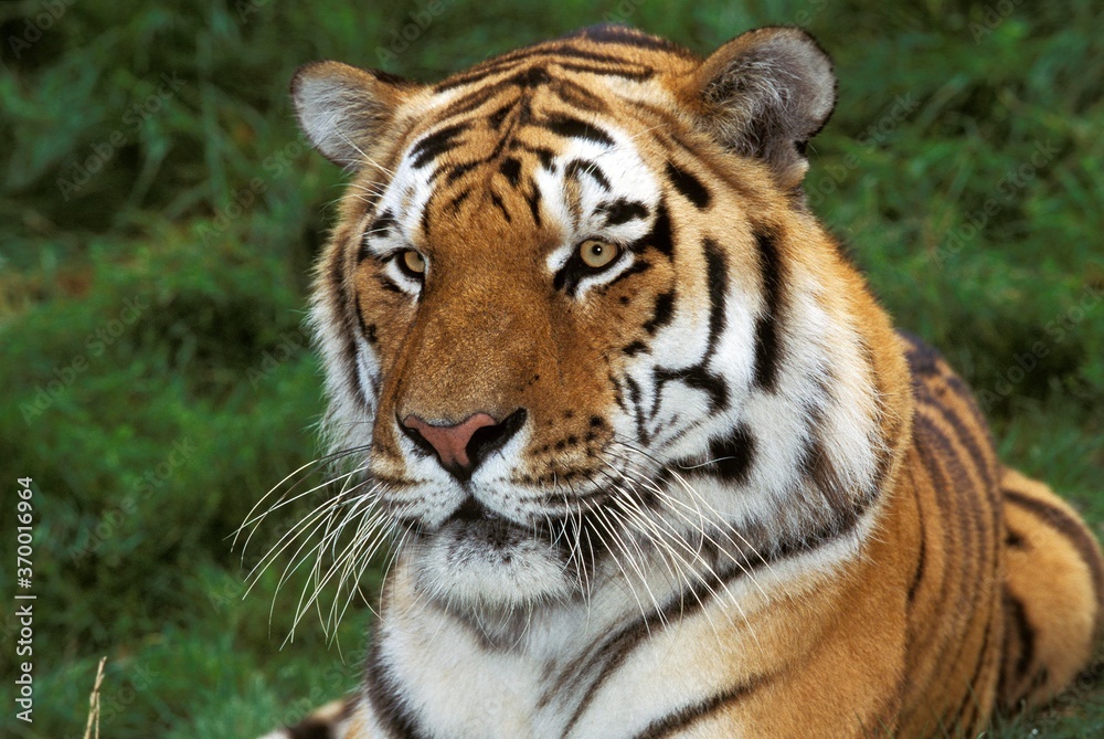 SIBERIAN TIGER panthera tigris altaica, PORTRAIT OF ADULT