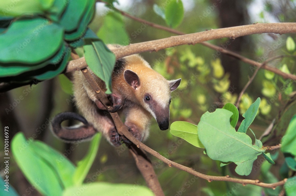 Obraz premium SOUTHERN ANTEATER tamandua tetradactyla, ADULT STANDING IN TREE