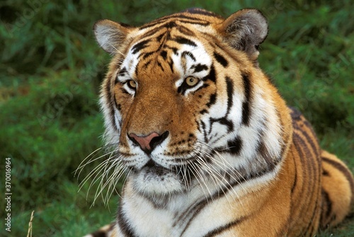 SIBERIAN TIGER panthera tigris altaica  PORTRAIT OF ADULT